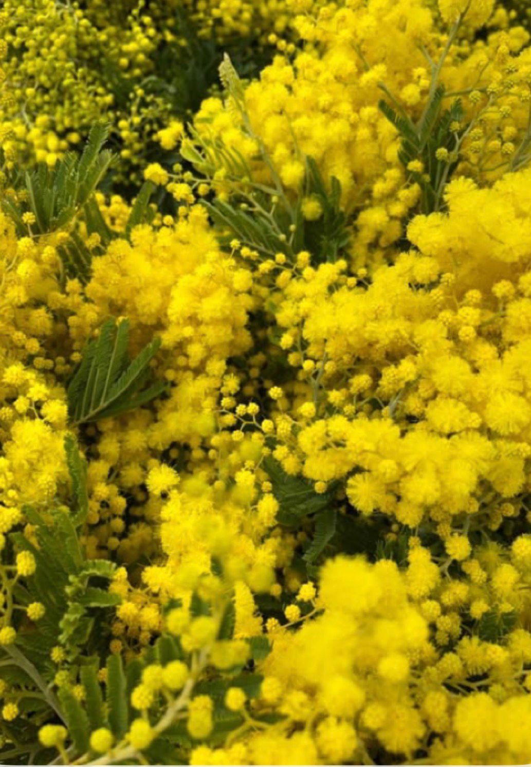 Ramo de Mimosas. Edición Limitada.