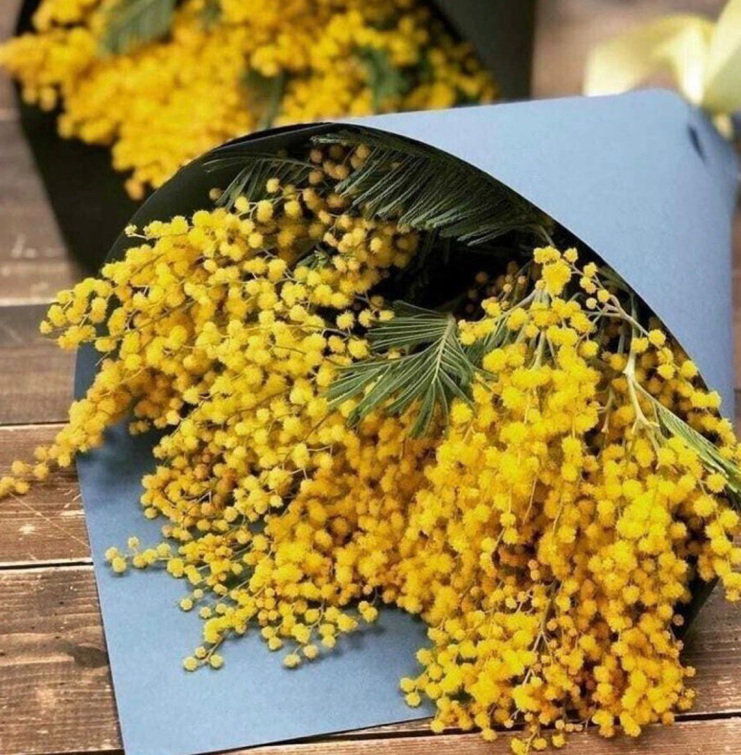 Ramo de Mimosas. Edición Limitada.