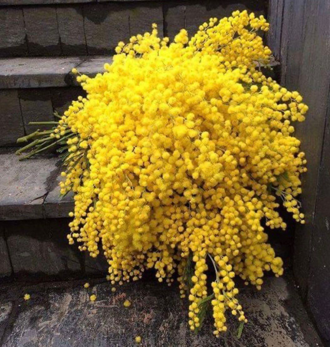 Ramo de Mimosas. Edición Limitada.