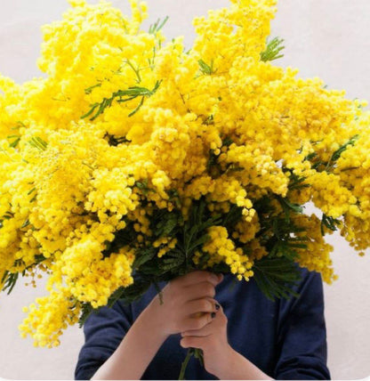 Ramo de Mimosas. Edición Limitada.