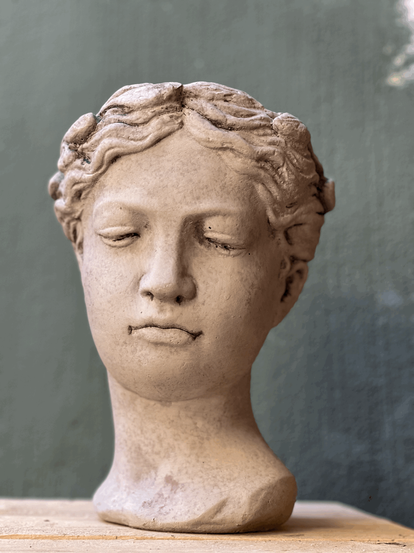 Venus flowerpot
