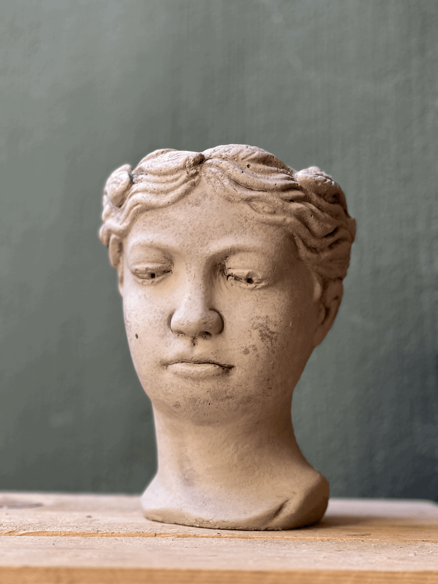 Venus flowerpot